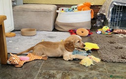 Cocker Spaniel dogs for sale: Pedigree English Show Cocker Spaniel Puppies - Image 4