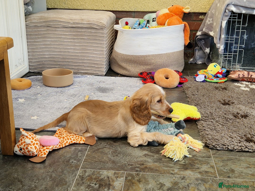 Cocker Spaniel dogs for sale: Pedigree English Show Cocker Spaniel Puppies - Image 4