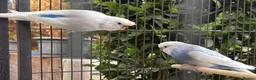 Budgerigars birds for sale: Two Budgie Sisters Looking for a Loving Home - Advert 1