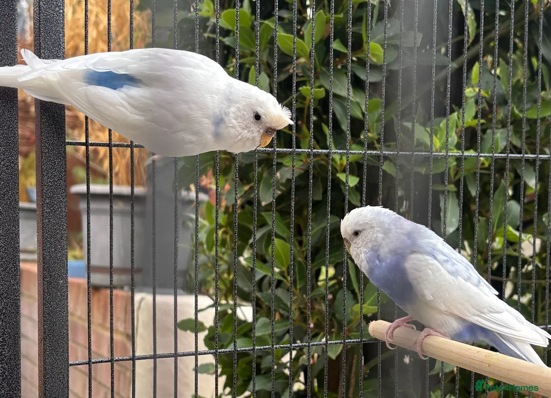 Budgerigars birds for sale: Two Budgie Sisters Looking for a Loving Home - Advert 1