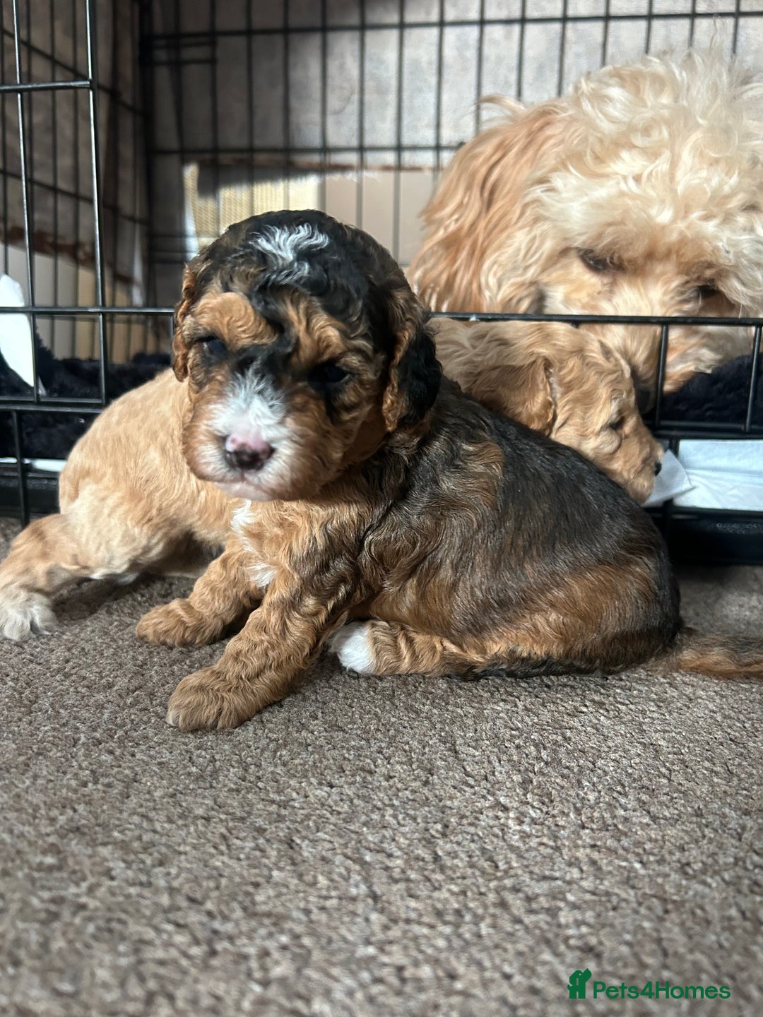Cockapoo dogs for sale: 4 f2 cockapoos 2 males 1 female  - Image 30