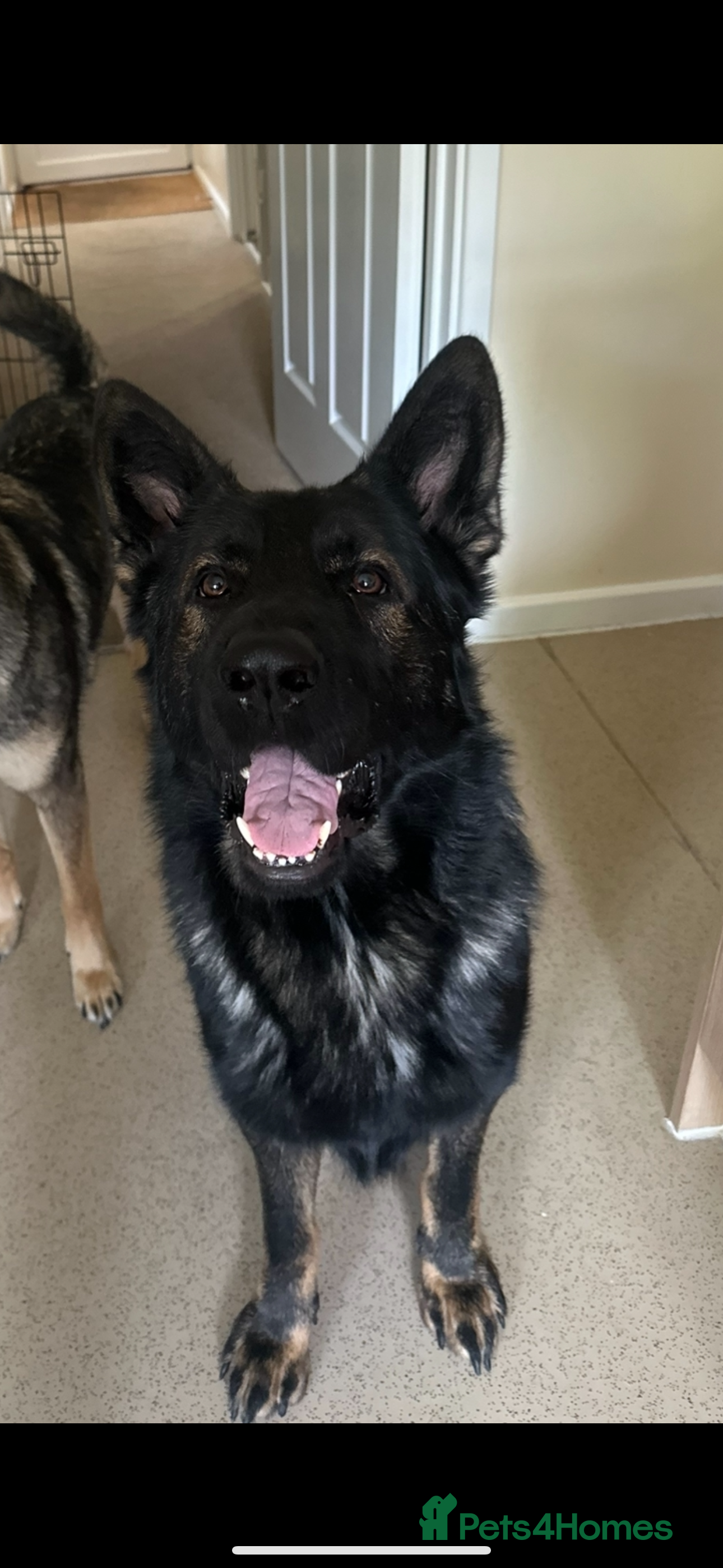 German Shepherd dogs Sable 2yo intact male German shepherd - Hunter - Advert 2