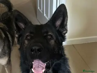 German Shepherd dogs Sable 2yo intact male German shepherd - Hunter - Advert 16