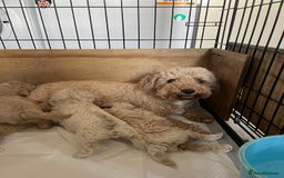 Mixed Breed dogs for sale: Cockapoo/poochon - Image 10