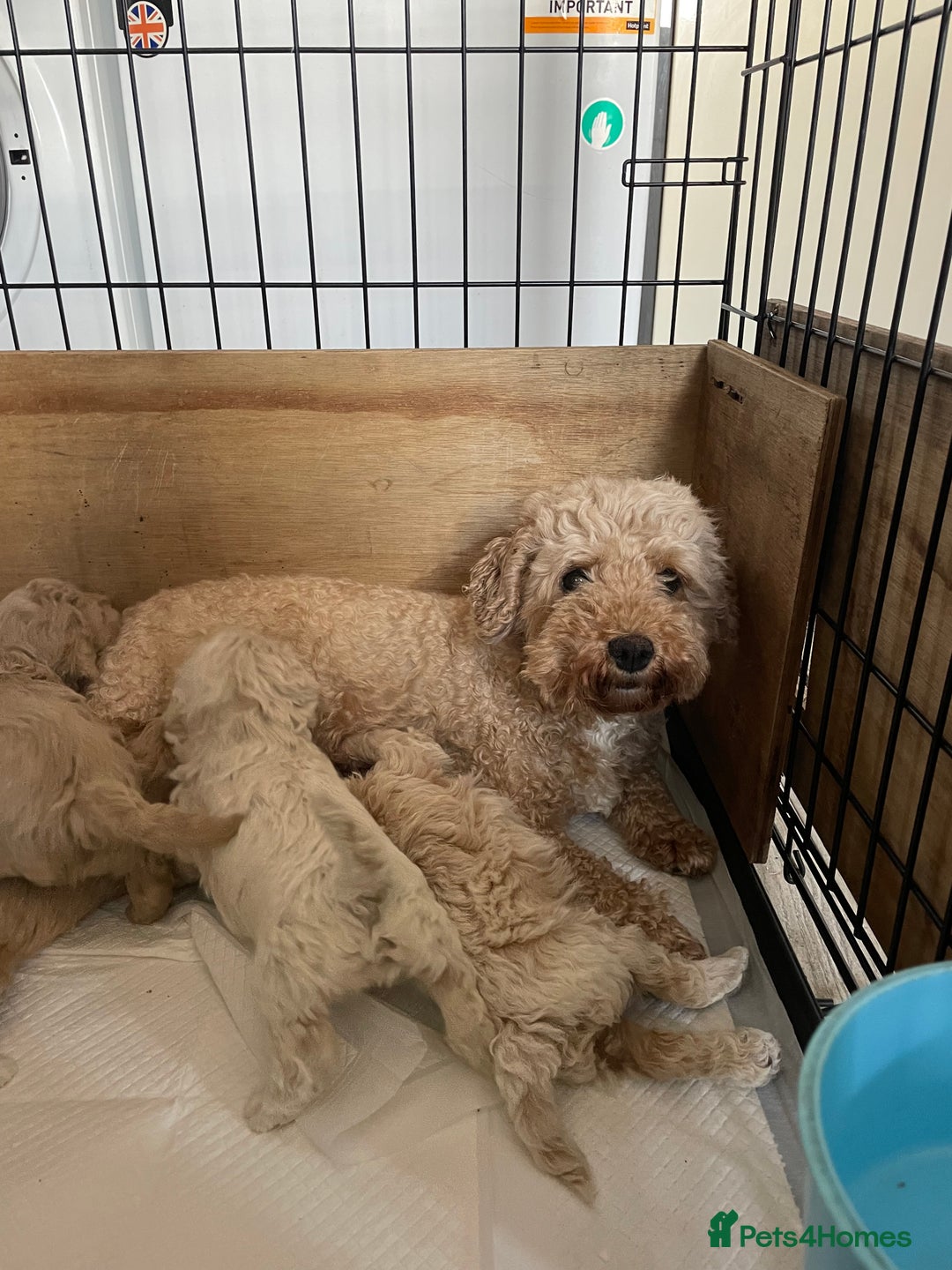 Mixed Breed dogs for sale: Cockapoo/poochon - Image 10