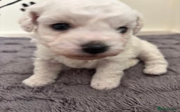 Bichon Frise dogs for sale: Pure Bichon frise for sale in Bromsgrove  in Bromsgrove - Image 6