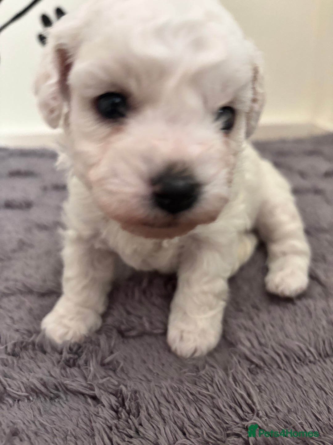 Bichon Frise dogs for sale: Pure Bichon frise for sale in Bromsgrove  in Bromsgrove - Image 6