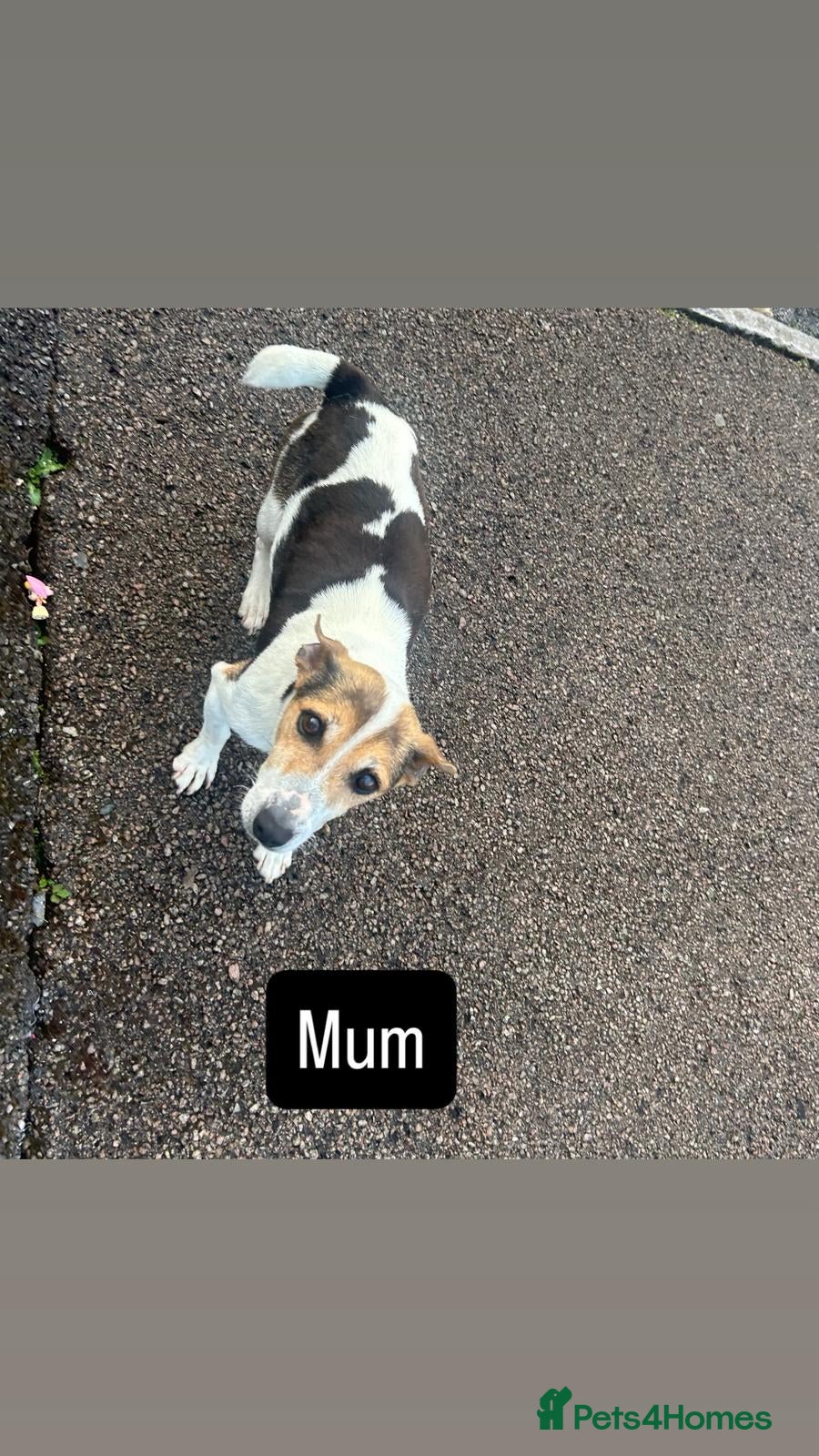 Jack Russell dogs for sale: Jack Russell puppies  in Oxford - Advert 2