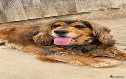 Cocker Spaniel dogs for stud: Stunning entire show cocker  - Image 2