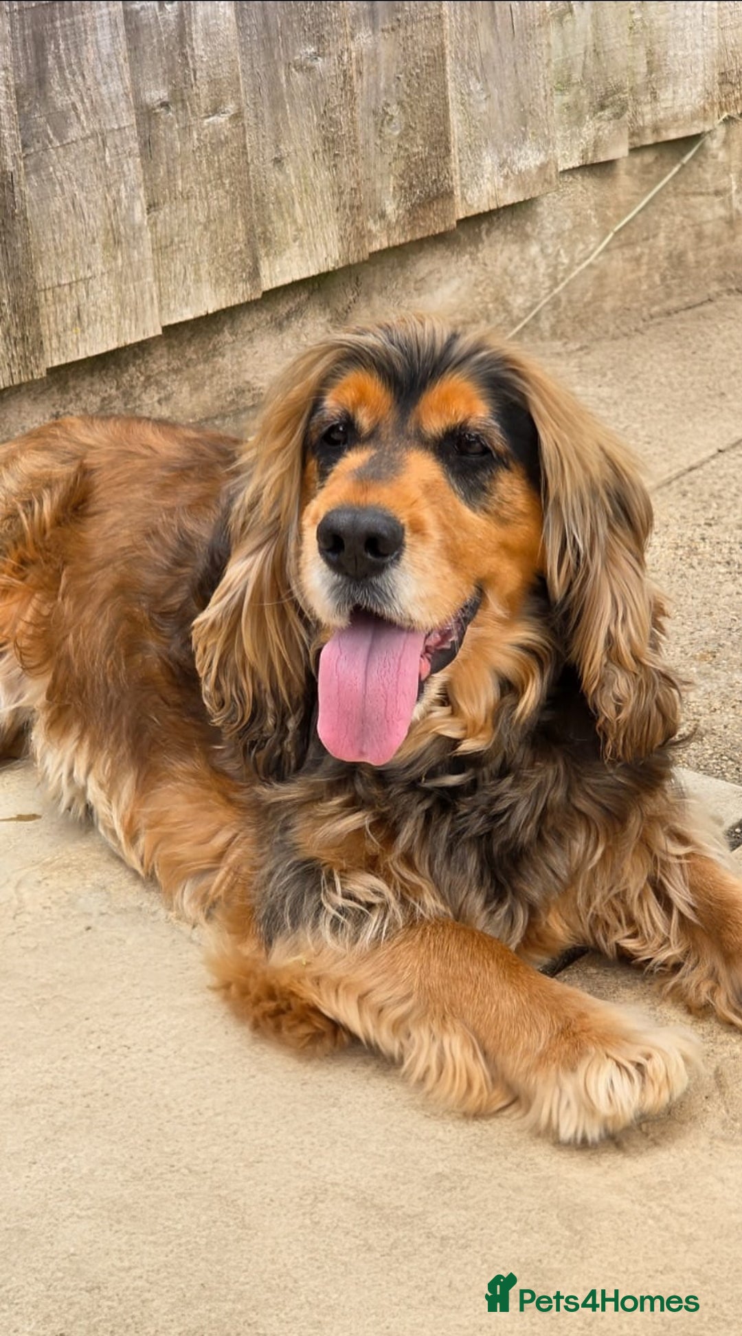Cocker Spaniel dogs for stud: Stunning entire show cocker  - Image 2