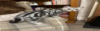 British Shorthair 3