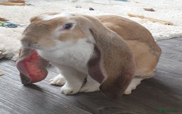 English Lop rabbits for sale: Giant engilsh lop  - Advert 9