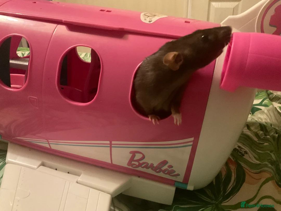 Rat rodents for sale: Brown female dumbo rat - Advert 5