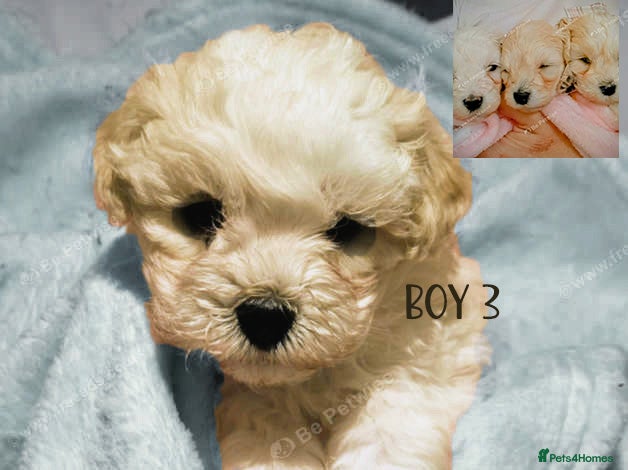 Maltipoo dogs  HEALTH TESTED F1 TOY MALTIPOO READY FOR NEW HOME  - Advert 3