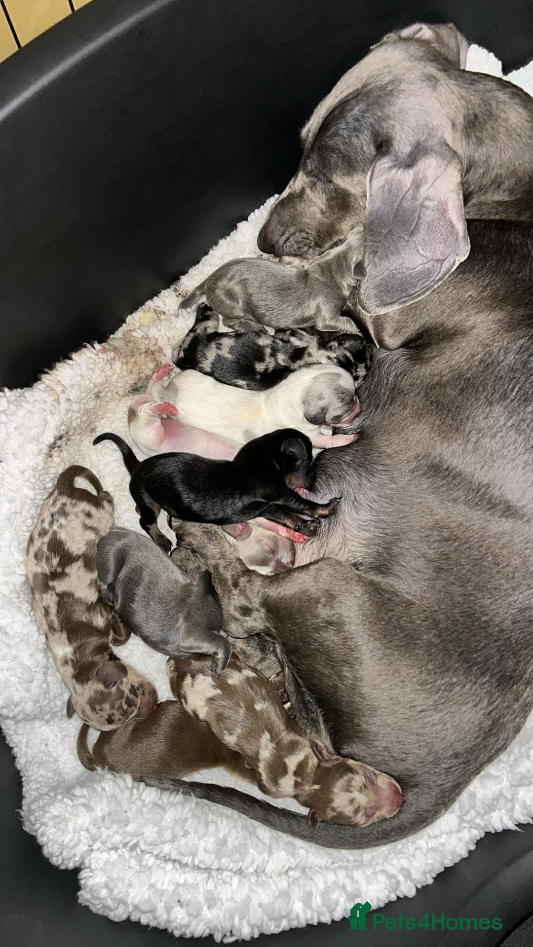 Miniature Dachshund dogs Minature pure chocolate dachshund  - Advert 1