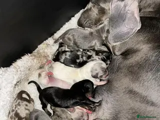 Miniature Dachshund dogs Minature pure chocolate dachshund - Advert 5