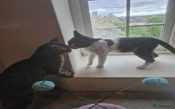 Mixed Breed cats for adoption: 🍥Nemo🍥 for adoption, fostered in OXFORD - Image 4
