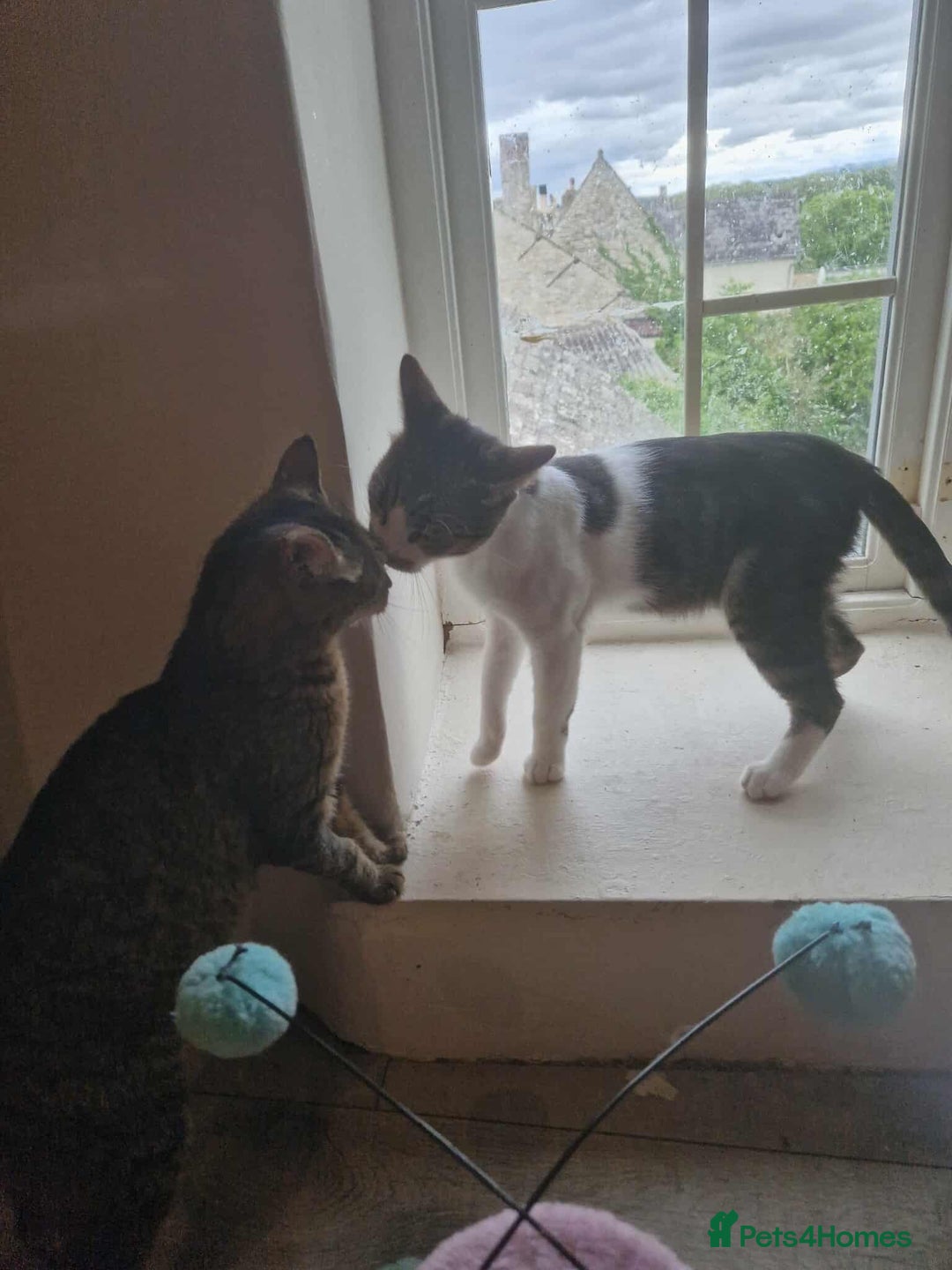Mixed Breed cats for adoption: 🍥Nemo🍥 for adoption, fostered in OXFORD - Image 4