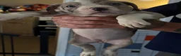 Mixed Breed dogs for sale: Pocket bully x puppies  in Derby - Advert 2