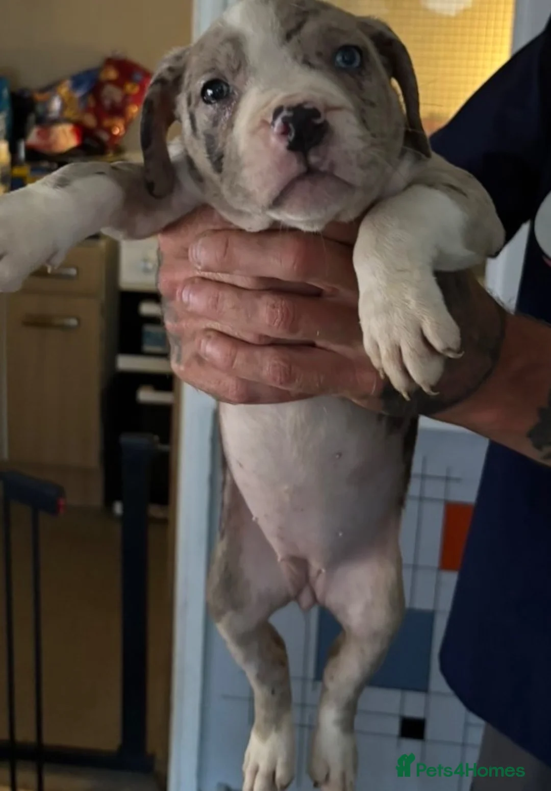 Mixed Breed dogs for sale: Pocket bully x puppies  in Derby - Advert 2