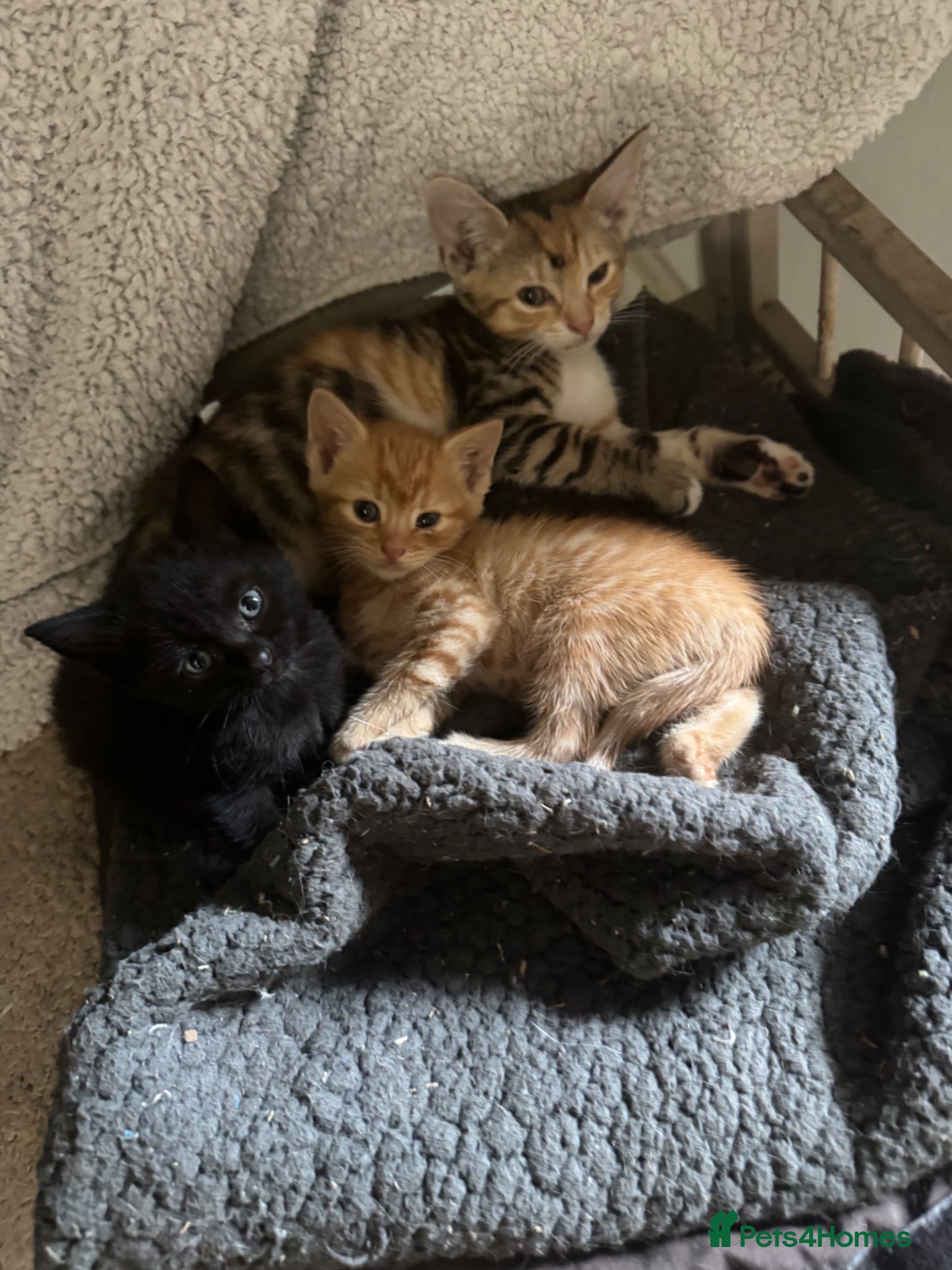 British Shorthair cats Adorable kittens - Advert 3
