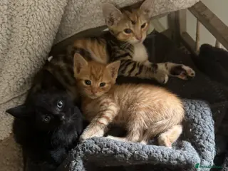 British Shorthair cats Adorable kittens - Advert 3