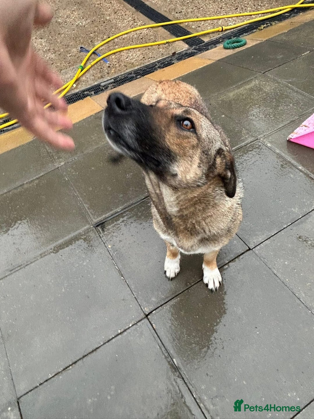Mixed Breed dogs for adoption: Bella - Norwich Norfolk  - Image 14
