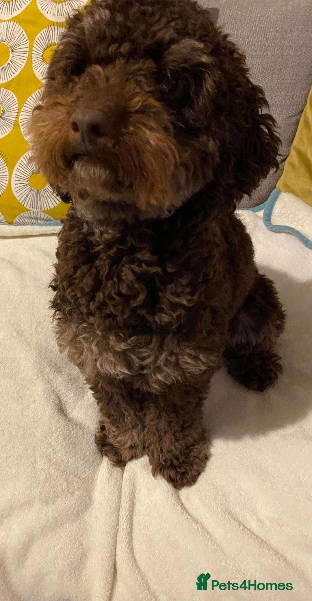 Yorkiepoo dogs for sale: Rehome  - Advert 5