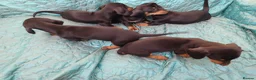Dachshund dogs for sale: 1 Downs Hoppit,Hamlet Hill,Roydon, Cm195jy  in Harlow - Advert 4