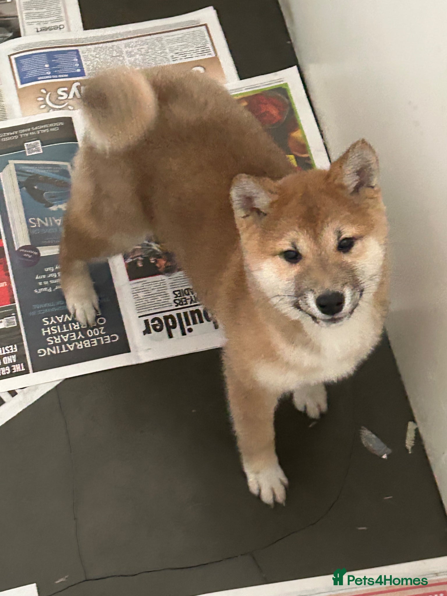 Japanese Shiba Inu dogs Stunning Japanese Shiba Inu girl  - Advert 12