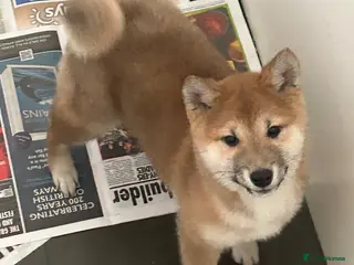 Japanese Shiba Inu dogs Stunning Japanese Shiba Inu girl - Advert 12