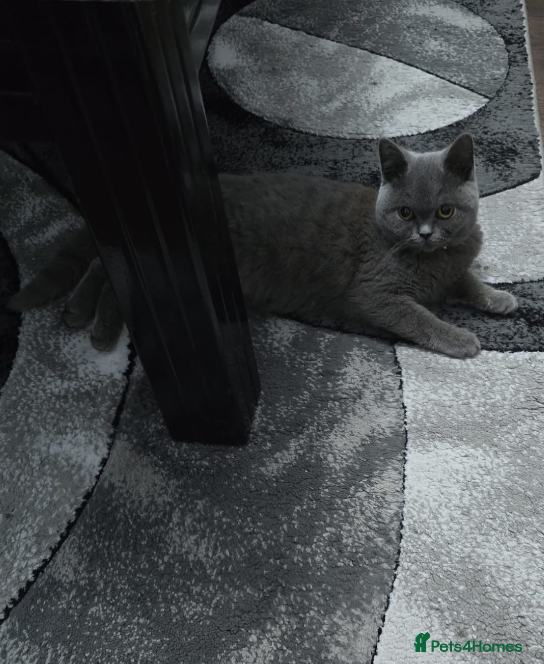 British Shorthair cats for sale: Sweet kitten needs a home. - Image 6