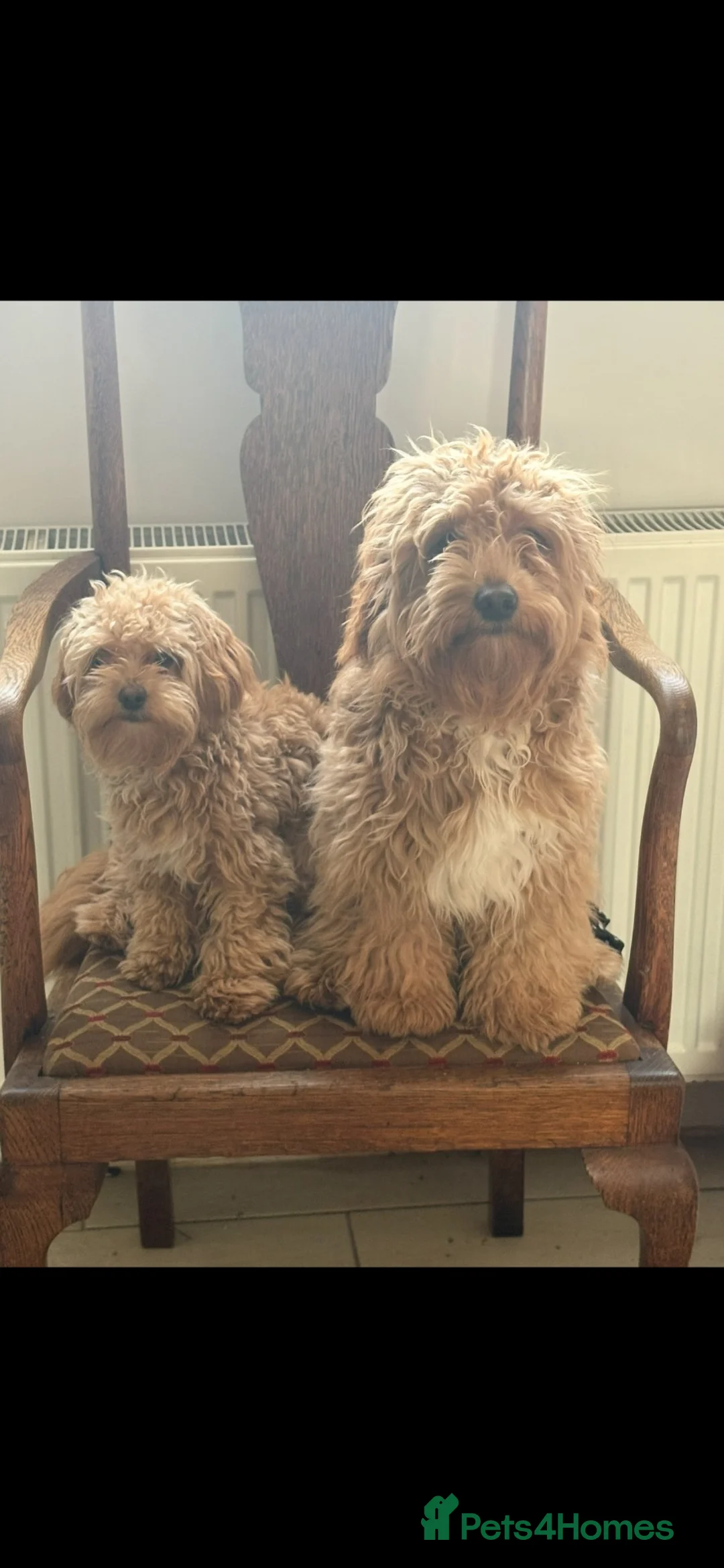 Mixed Breed dogs for sale: Toy poodle mix - Advert 10