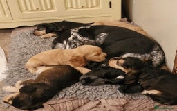 Cocker Spaniel dogs for sale: Beautiful litter of KC reg Cocker Spaniel puppies - Image 11
