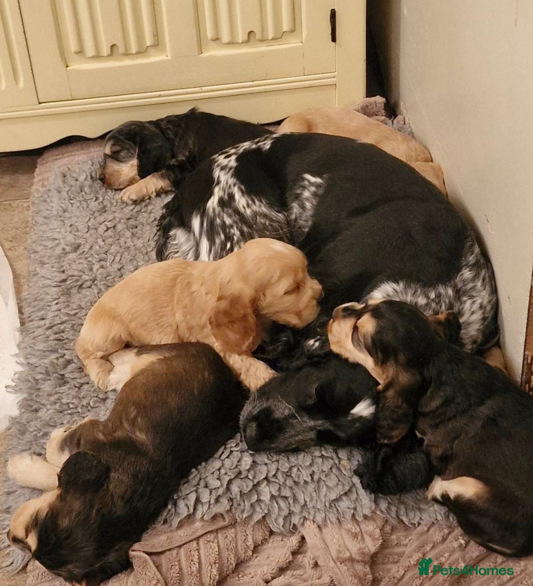 Cocker Spaniel dogs for sale: Beautiful litter of KC reg Cocker Spaniel puppies - Image 11