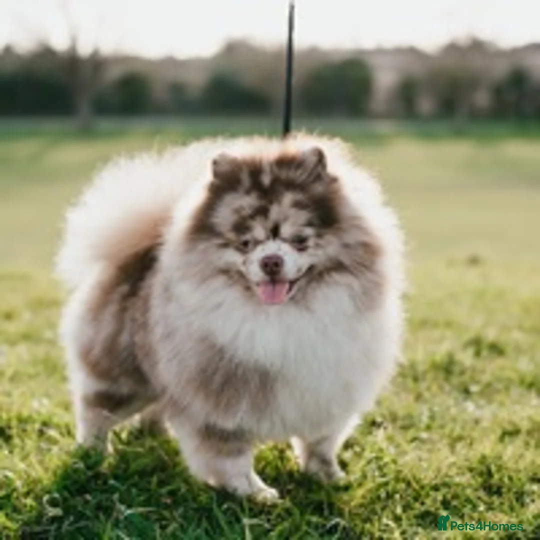 Pomeranian dogs for stud: Chocolate Merle Stud Health Tested in Dartford - Advert 4