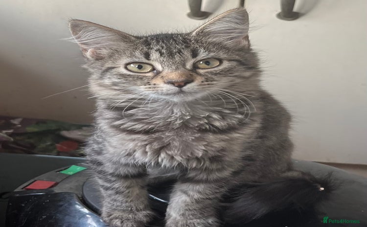 Mixed Breed cats - Advert 14