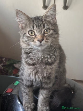 Mixed Breed cats - Advert 14