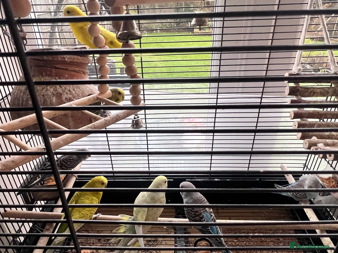 Budgerigars birds for sale: 9 budgies  - Advert 4