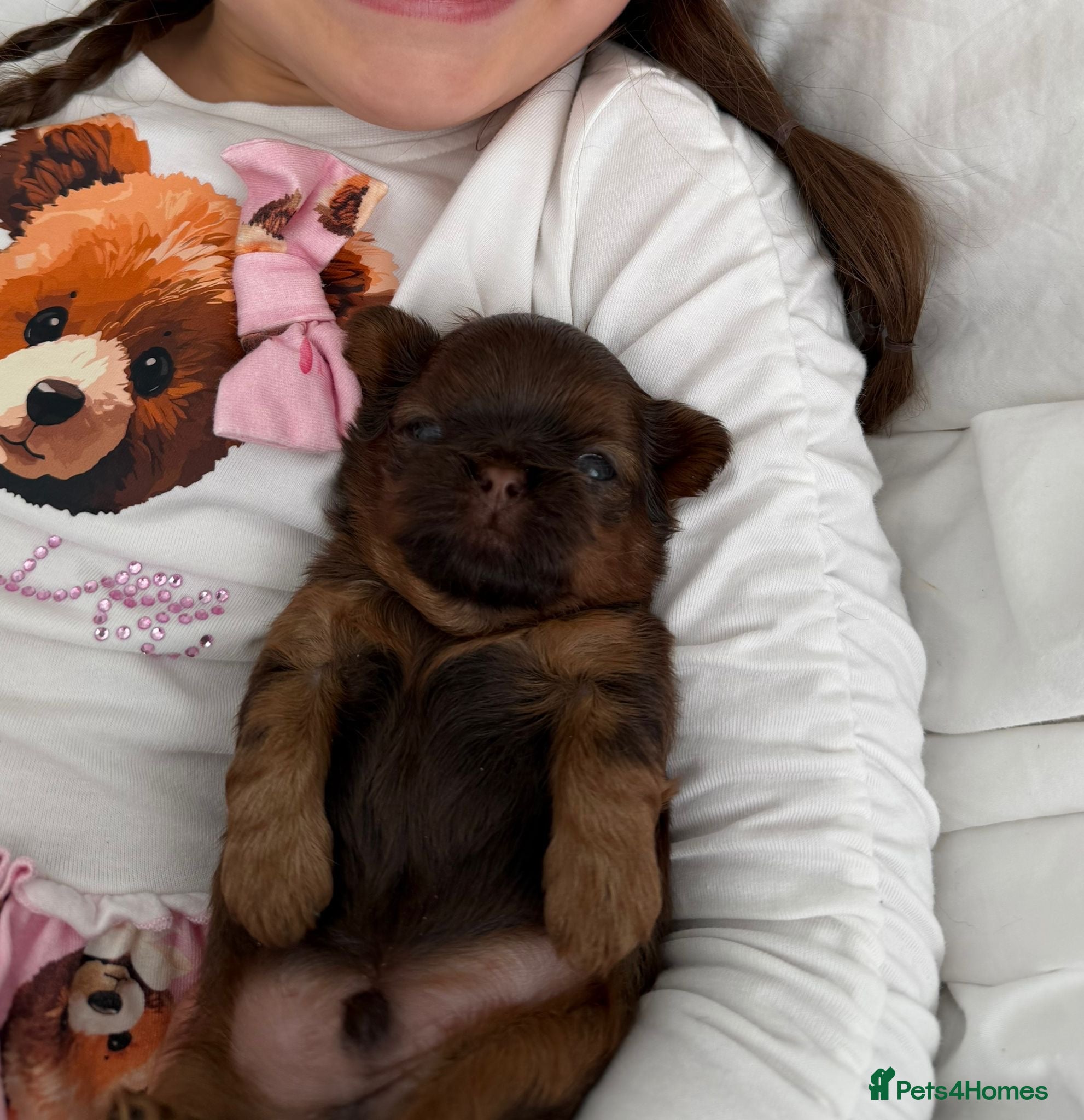 Shih Tzu dogs Shih Tzu puppies - Advert 2