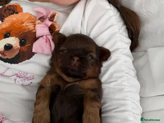 Shih Tzu dogs Shih Tzu puppies - Advert 2