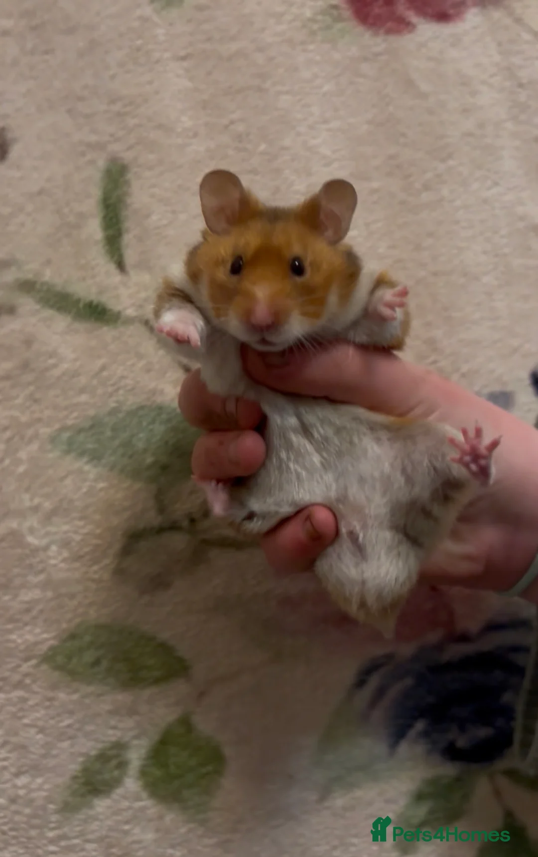 Hamster rodents for sale: Male Syrian Hamster - Advert 5