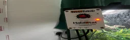 Gecko reptiles for sale: Tokay gecko full setup  in Bishop Auckland - Advert 7