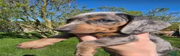 Dachshund dogs for sale: Standard KC Dachshunds  - Advert 13
