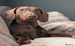 Dachshund dogs for stud: Standard Dachshund for stud - Image 4