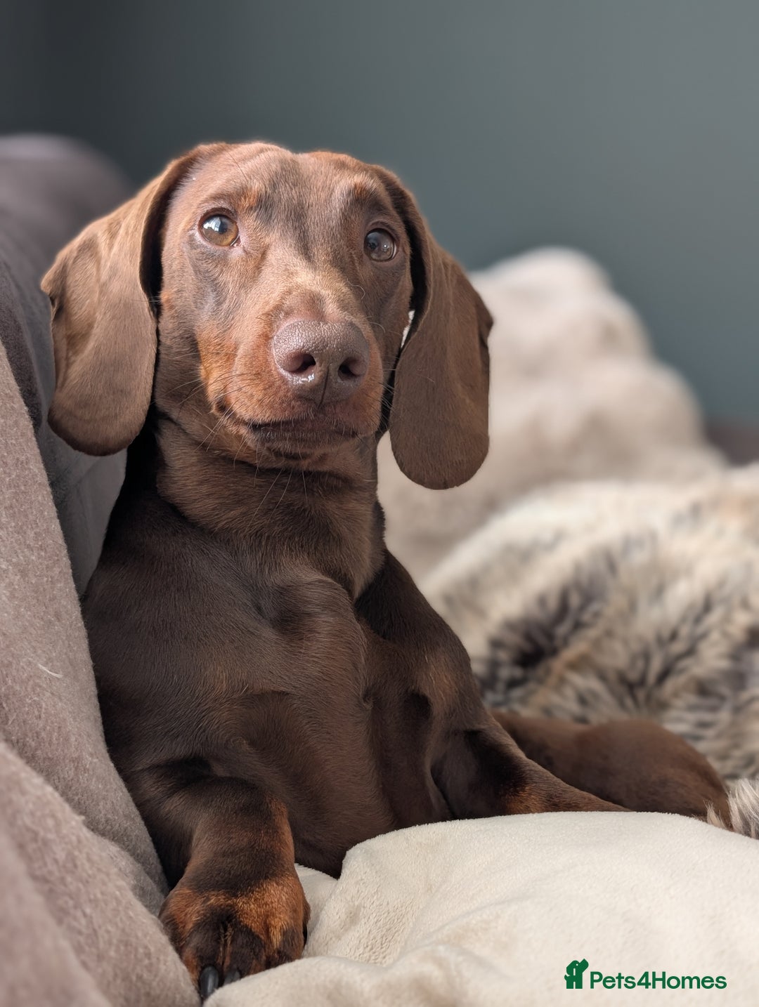 Dachshund dogs for stud: Standard Dachshund for stud - Image 4