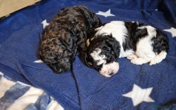 Cavapoo dogs for sale: Stunning Unique cavapoo litter  - Image 2