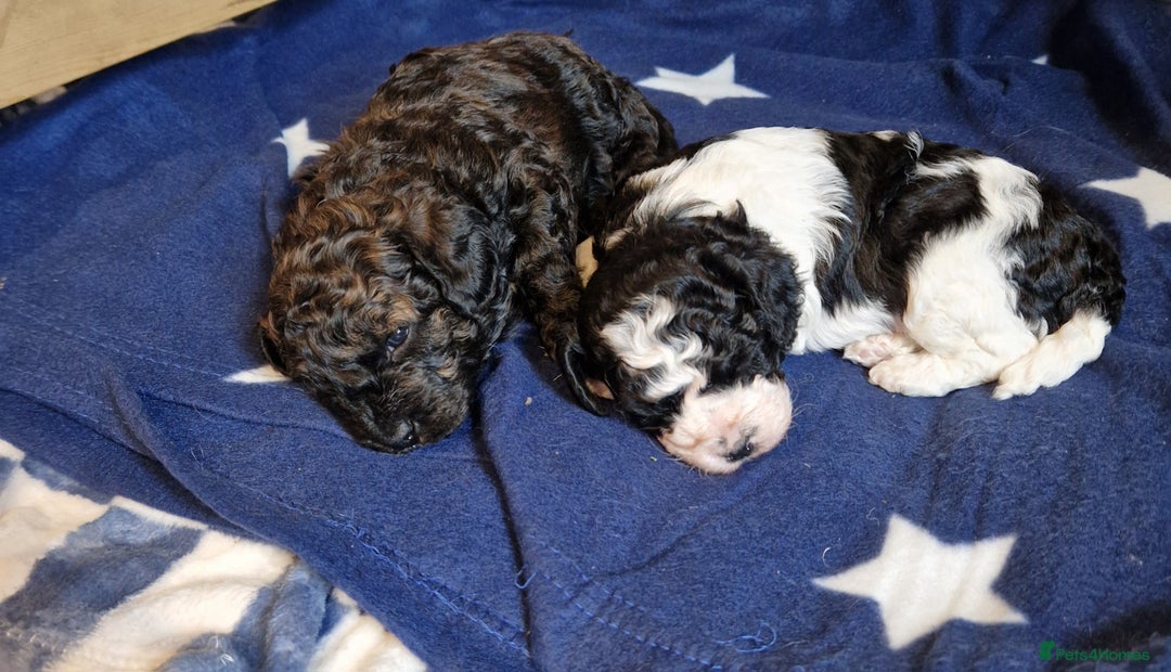 Cavapoo dogs for sale: Stunning Unique cavapoo litter  - Image 2
