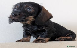 Dachshund dogs for sale: Teckel Pups - Advert 1
