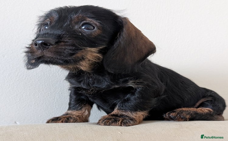 Dachshund dogs Teckel Pups - Advert 10